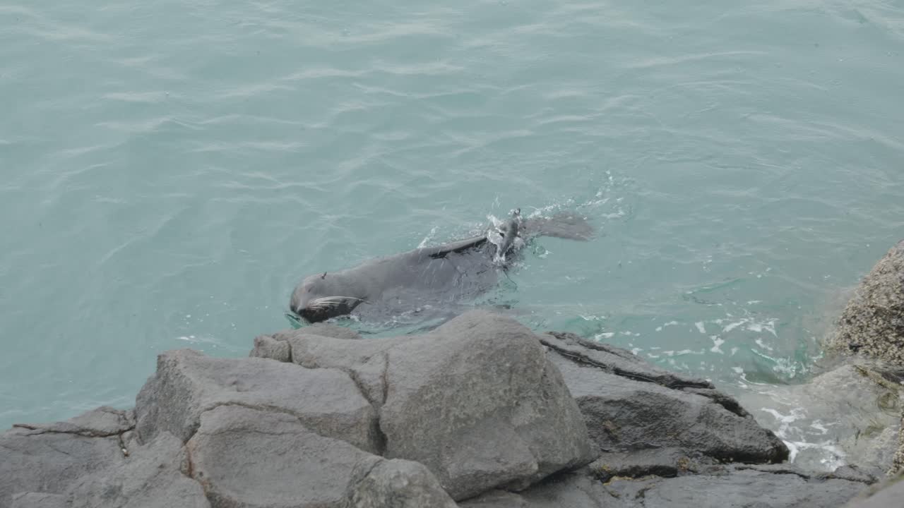 морской лев играет и катится в воде, новая зеландия