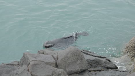 León-Marino-Jugando-Y-Rodando-En-El-Agua,-Nueva-Zelanda