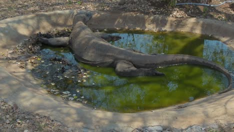 komodo dragon lying in a small concrete pond