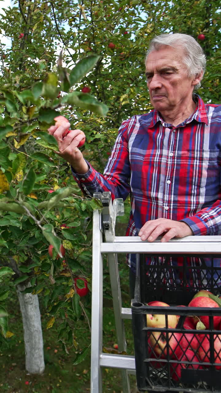 Male old farmer gathering red apples from tree into plastic box. The man stands on metal step ladder and collects fruit from trees in the garden. Vertical video