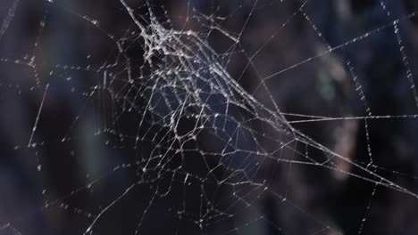 Spider-web,-plants-and-dew-drops-close-up.