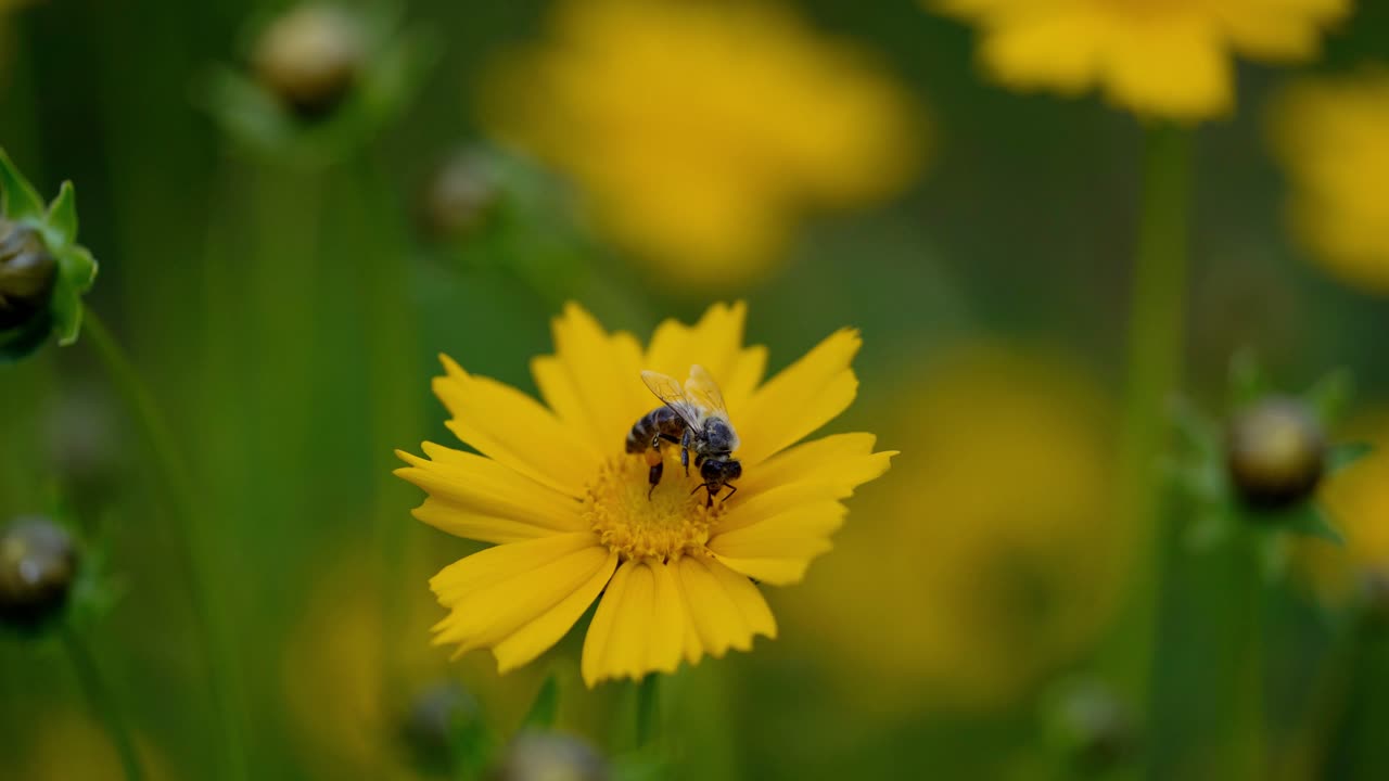Yellow tickseed flower. Coreopsis. Honeybee sucks the nectar.