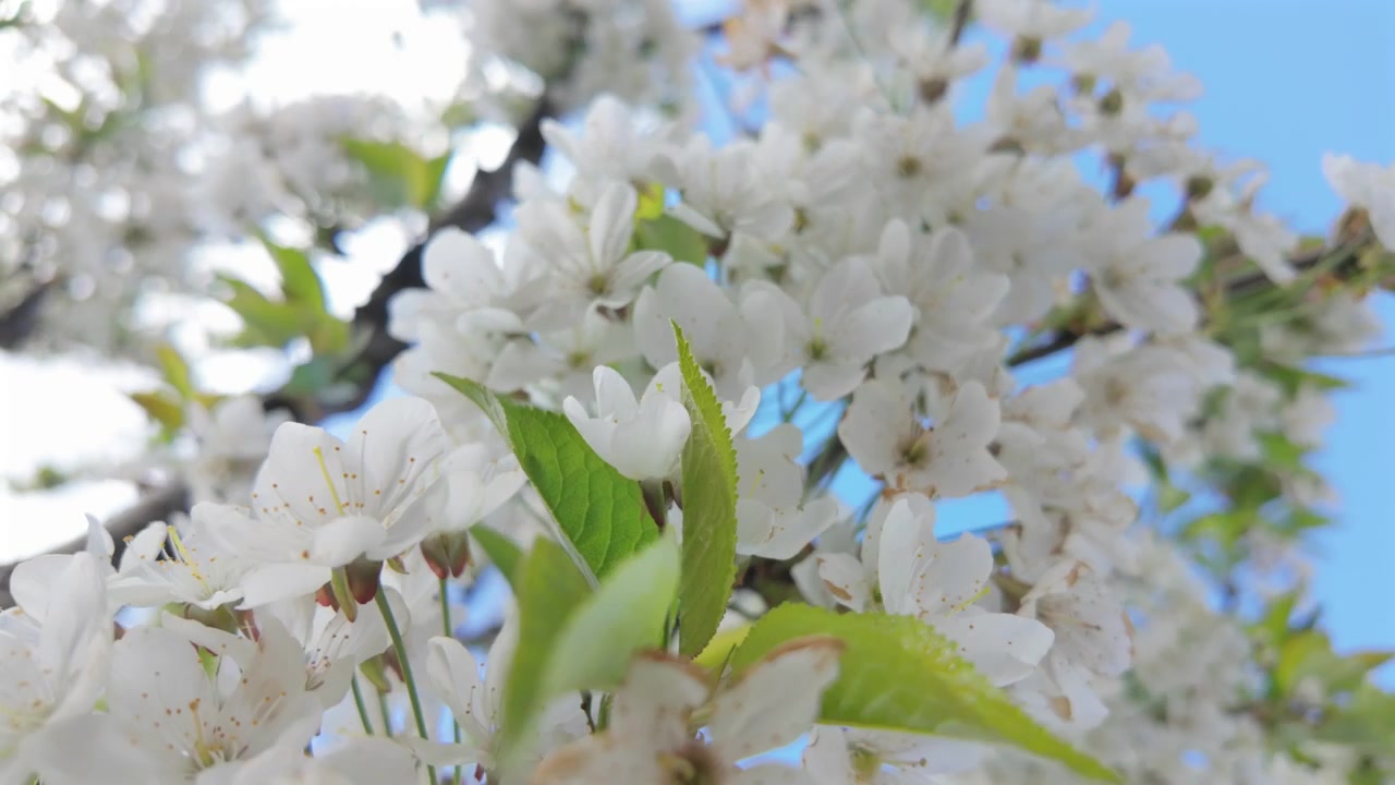 White blossoms blooming on tree branches under bright sunlight during spring