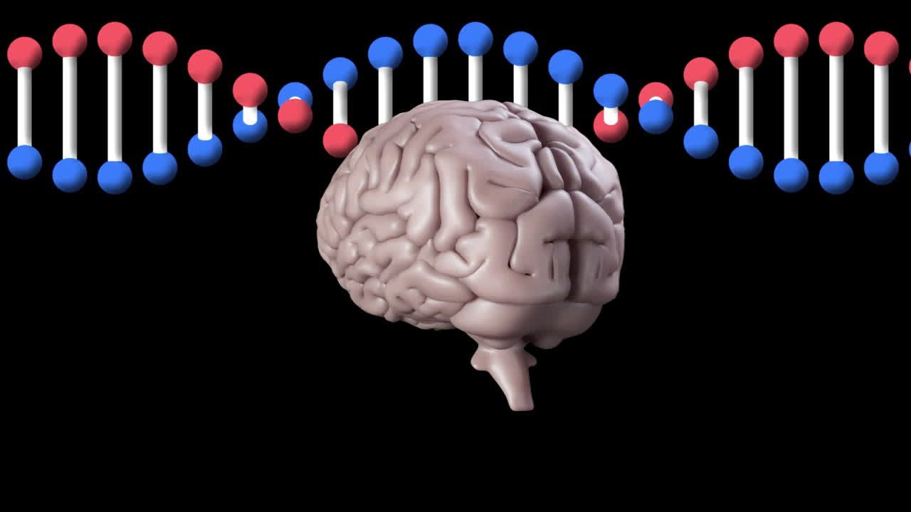 animación del cerebro humano girando sobre la cadena de adn