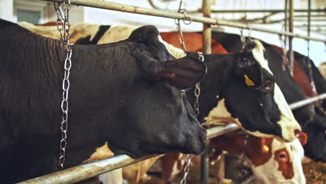 herd of cows eating hay in cowshed on dairy farm