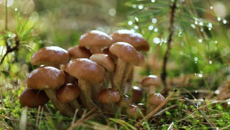 hongos armillaria de agarico de miel en un bosque soleado