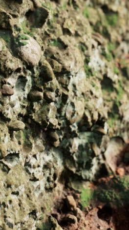 close-up of a rocky wall with moss and vegetation