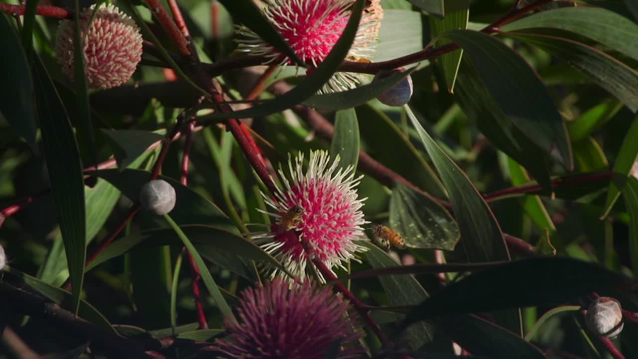 abejas trepando en la planta hakea laurina recolectando polen, maffra soleado durante el día, victoria, australia cámara lenta