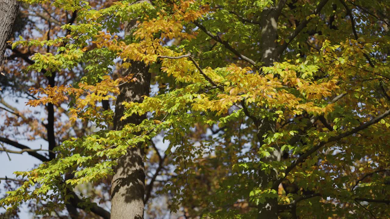 primer plano del follaje otoñal brillante. sartén a la izquierda