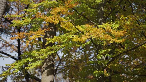 Close-up-of-the-bright-autumn-foliage.-Pan-left