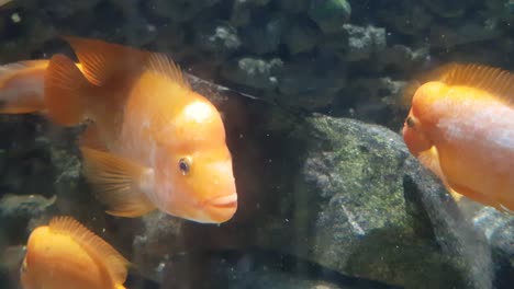 red devil cichlid fish (amphilophus labiatus) close up shoot