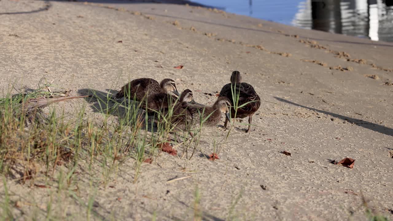 골드 코스트 의 운하 근처 에서  을 먹는 오리 들