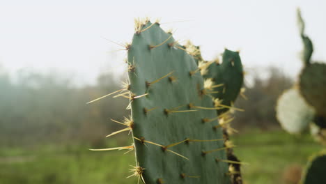 Close-up-of-cactus-in-the-wild-with-sharp-spike-spines