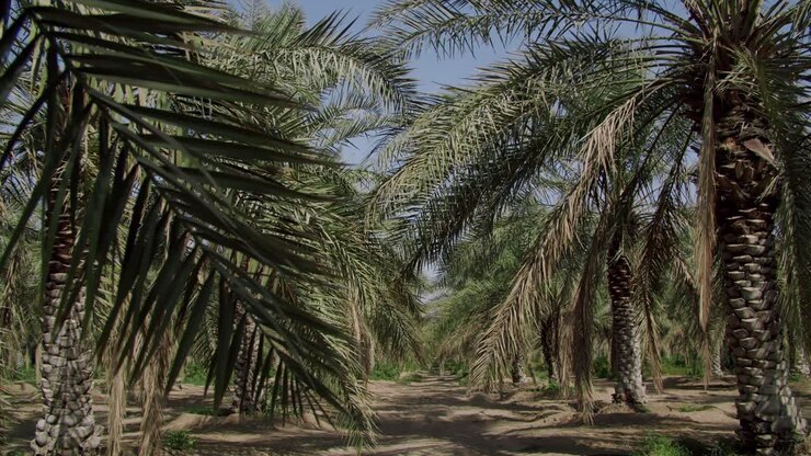 nuances de palmier dattier sur un terrain agricole dense pendant la journée ensoleillée