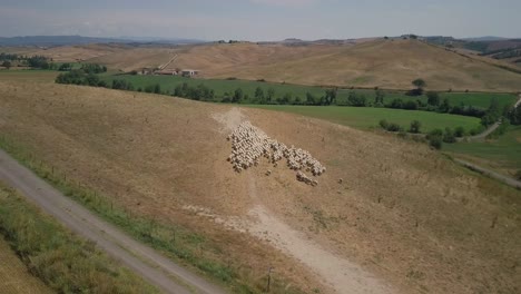 drone following a flock group of sheep moving around tuscany scenic landscape hill in italy