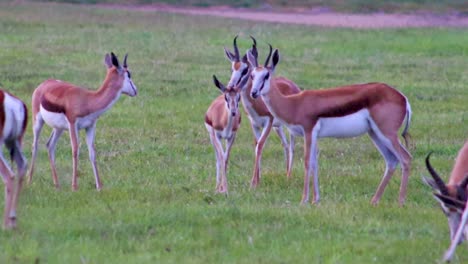 African-antelope-trying-to-mate-HD-30fps