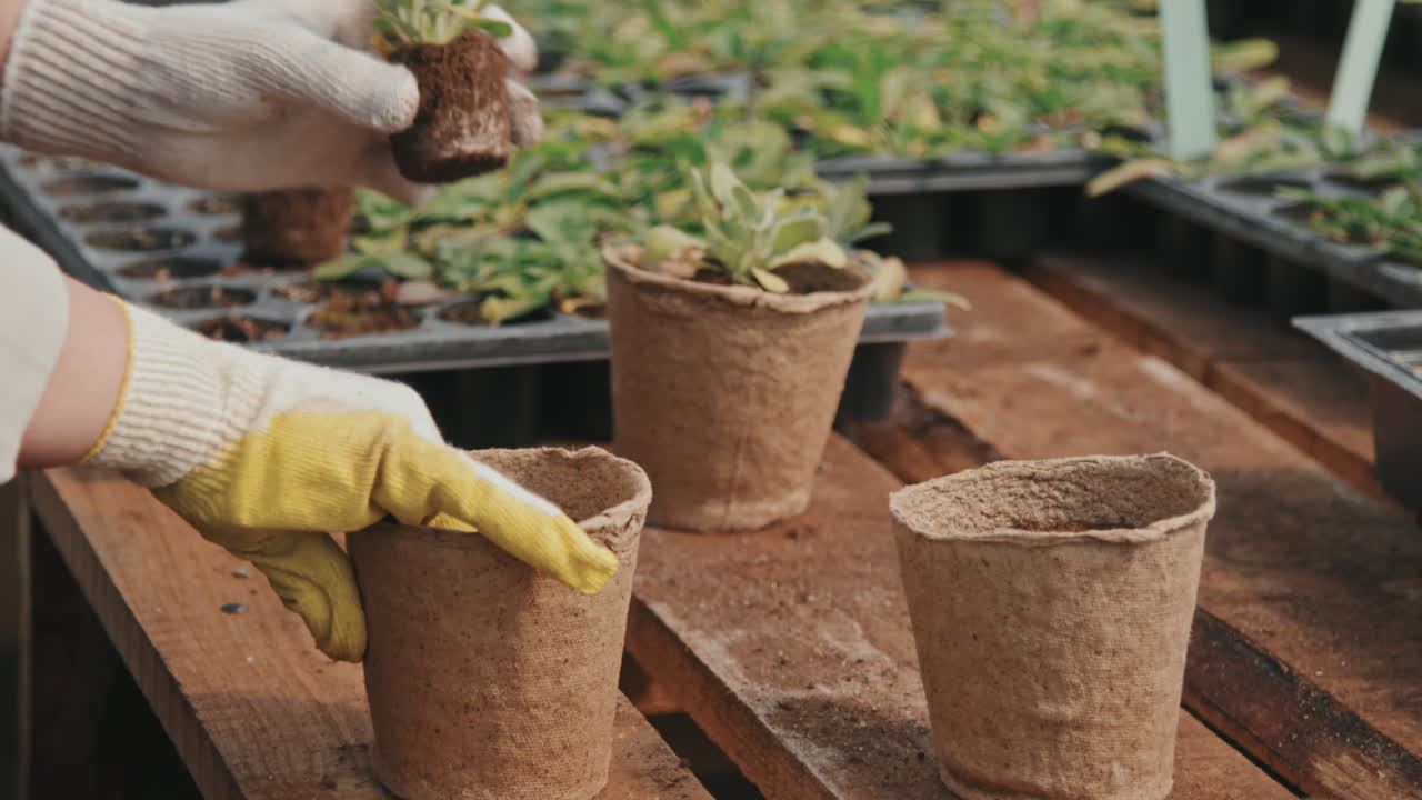 Gros plan d’une jeune pousse plantée dans un pot
