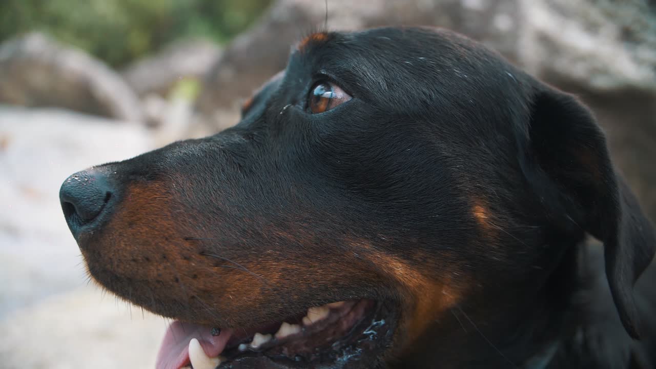 primer plano de una cara de perro rottweiler con ojos amistosos, mientras se sienta en una roca