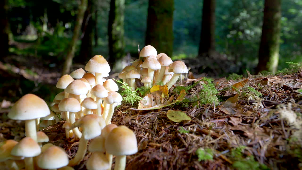 Slow dolly shot showing mushroom groups growing in forest on trunk Lighting by sun