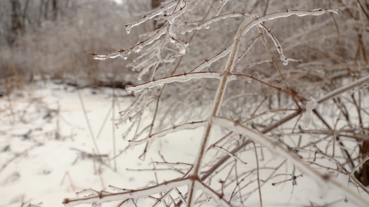 una vista más cercana de pequeñas ramas de plantas completamente cubiertas de hielo debido a la lluvia helada