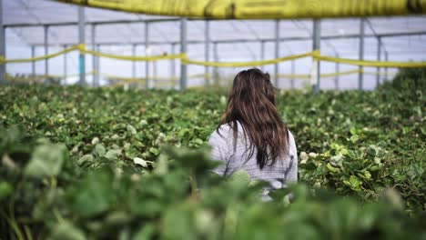 a woman inside the farm greenhouse with growing strawberry fruits