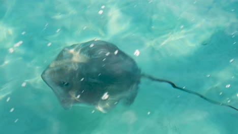 stingray in clear water
