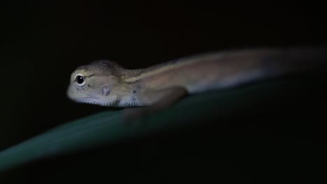 El-Lagarto-De-Jardín-Oriental-También-Se-Llama-Lagarto-De-Jardín-Oriental,-Chupasangre-Y-Lagarto-Cambiable