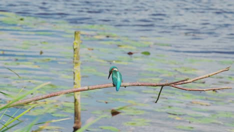 medium rearview of kingfisher perched on branch over idyllic pond in friesland netherlands hunting