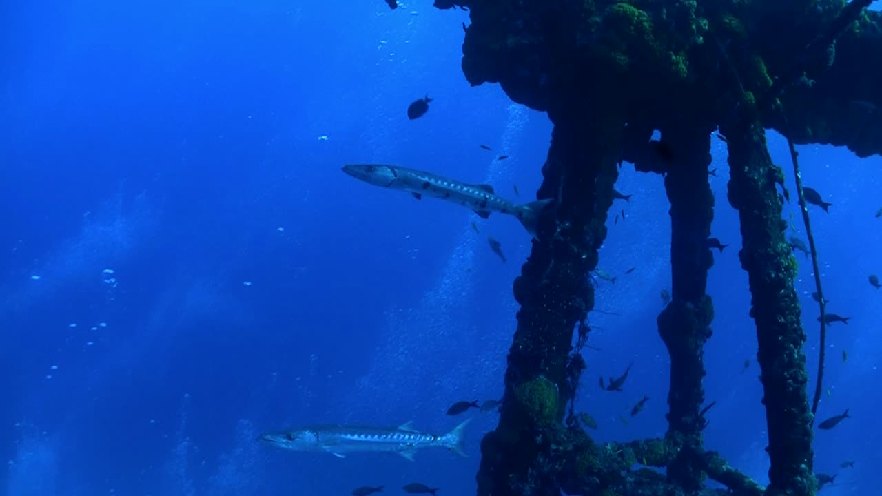 창꼬치는 수중 난파선 주위를 헤엄친다