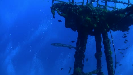 barracuda nadar alrededor de un naufragio bajo el agua