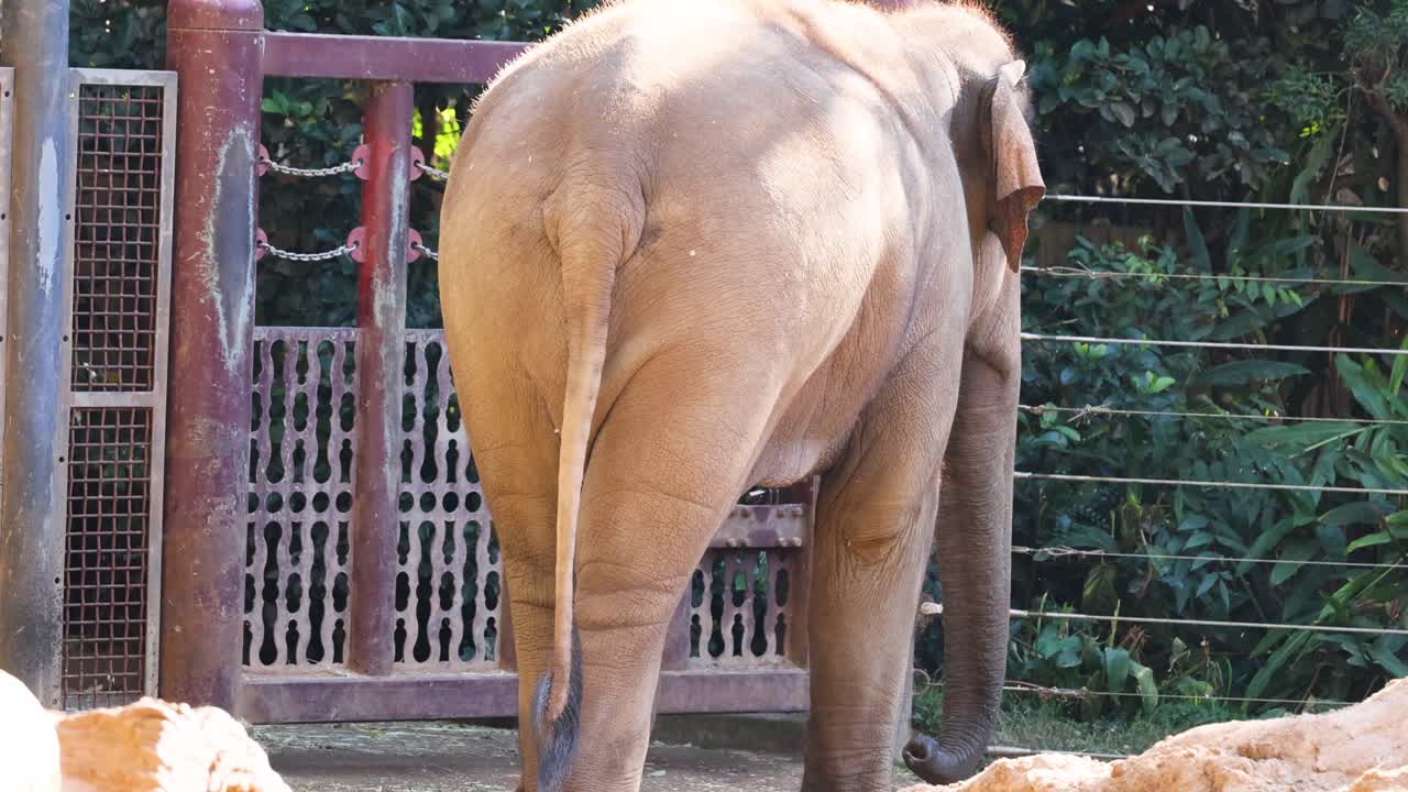 코끼리 가 울타리 문 근처 에서 고 있다