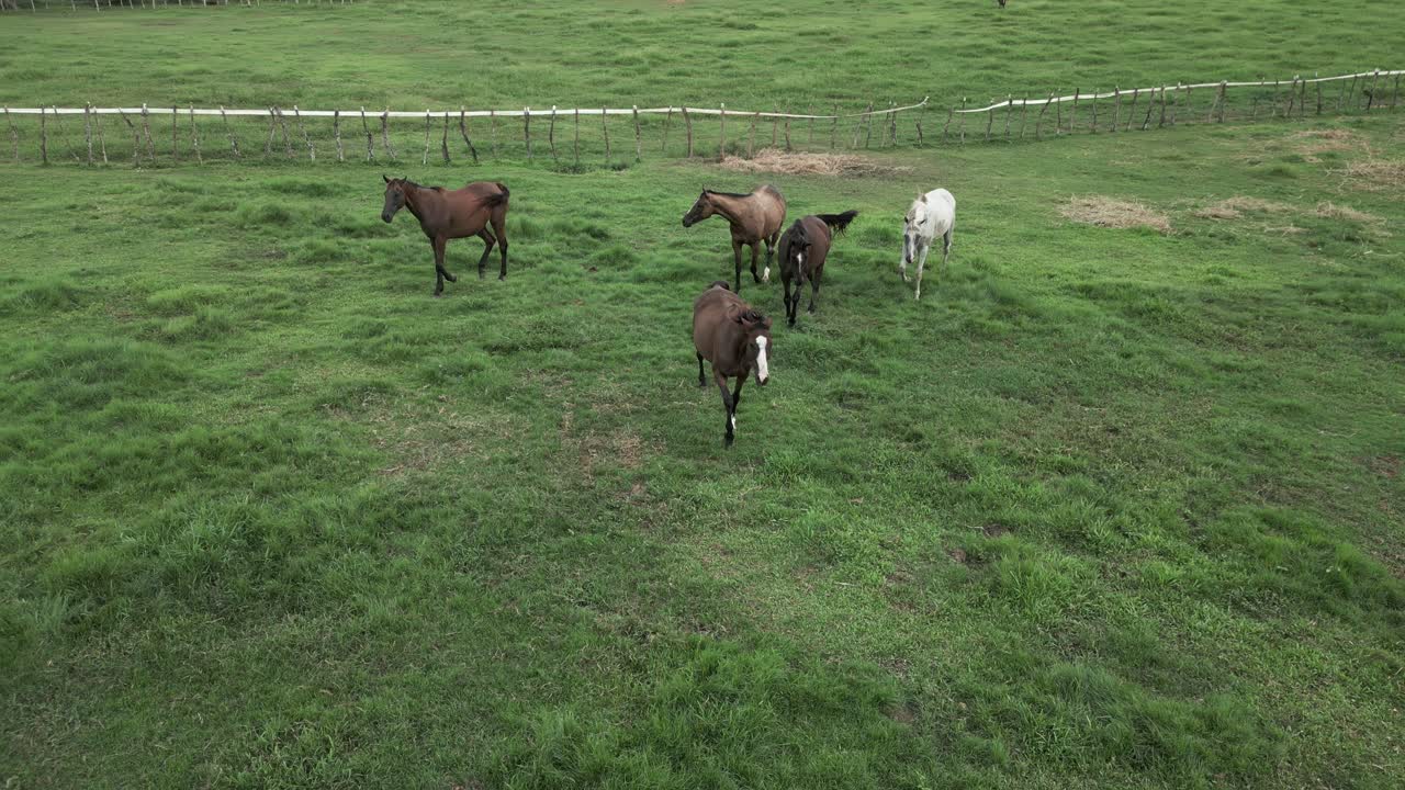 caballos corriendo en el recinto de la granja