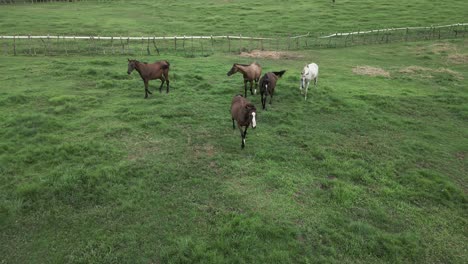 horses running in farm enclosure