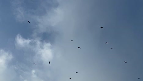 muchos cuervos dando vueltas en el aire. paisaje de miedo