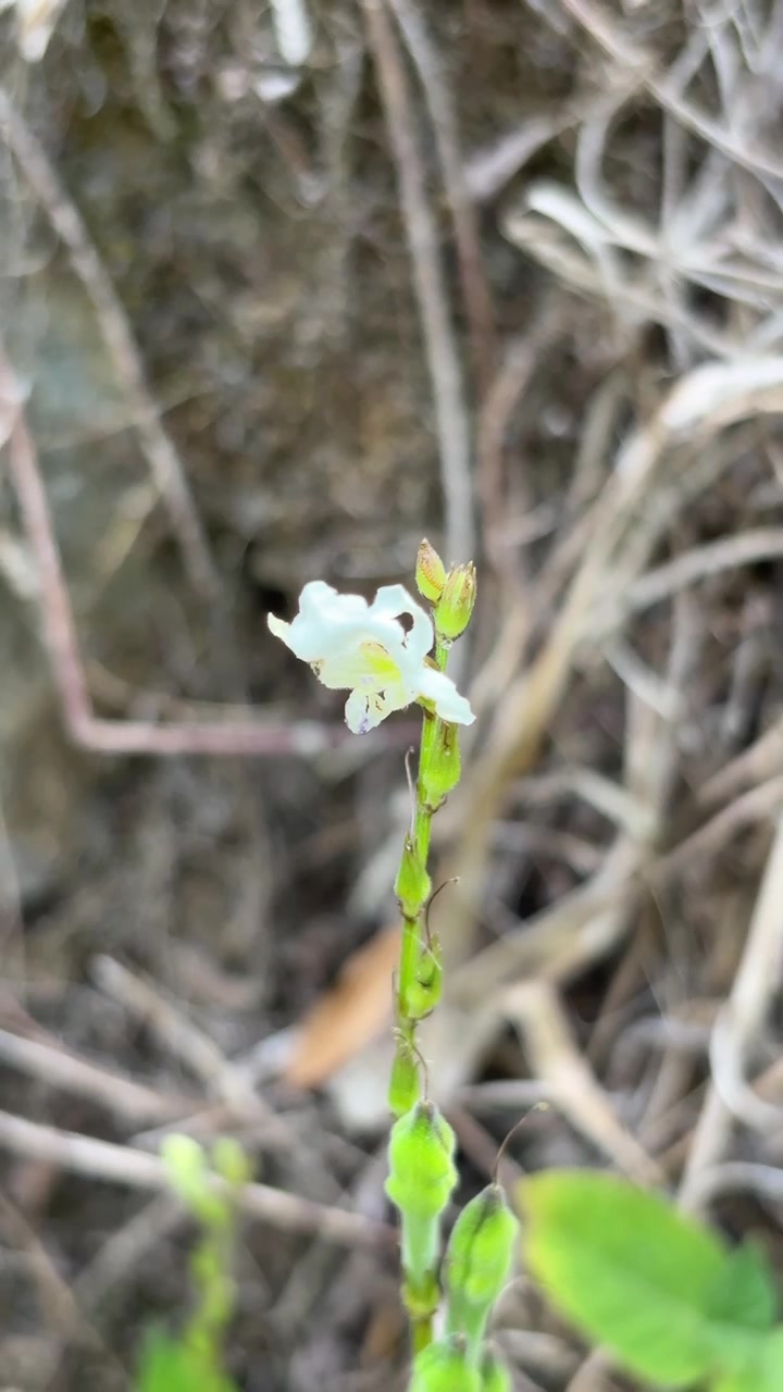 Small White Wildflower Growing Near Rocky Ground