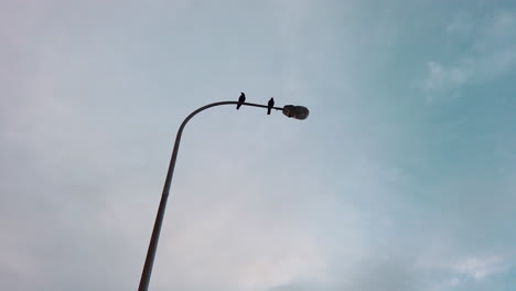 two birds perched on silhouette street light during sundown, tilt up angle, slow