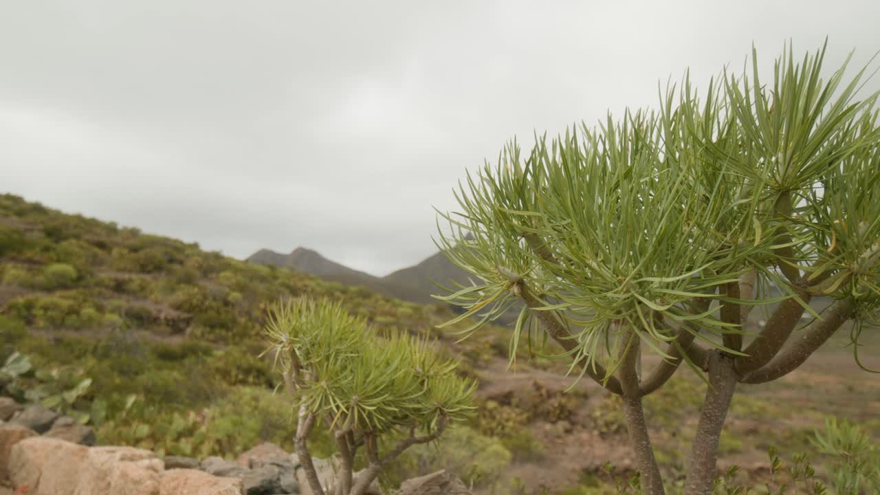 봄에 건조한 남부 테네리페 시골의 산에서 자라는 초록색 식물과 관목, 카나리아 제도, 스페인