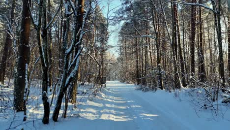 A-snowy-forest-with-tall-pine-trees-covered-in-white-snow,-captured-from-a-medium-shot-angle