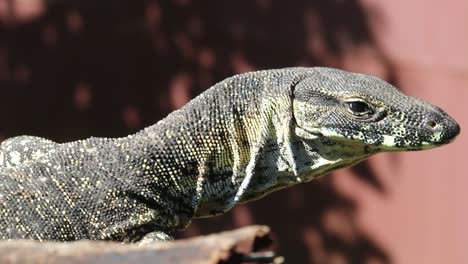 Australian-Goanna-Or-Monitor-Lizard-Sunbathing-On-Log---Close-Up-Shot