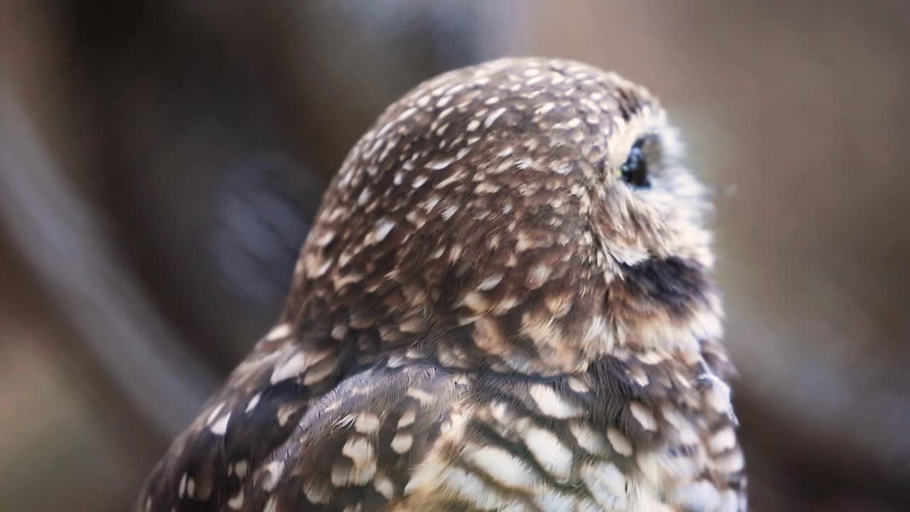 먹이를 찾아 주위를 둘러보고 있는 귀여운 사랑스러운 올빼미의 초상화