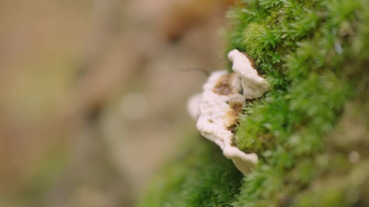 Close-up of a small white shelf mushroom growing on a moss-covered surface in a forest environment. Delicate textures of mushroom against vibrant green moss, creating calm and natural ambiance.