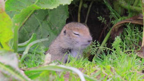 Das-Kaukasische-Berghörnchen-Oder-Elbrus-Ziesel-(Spermophilus-Musicus)-Ist-Ein-Nagetier-Aus-Der-Gattung-Der-Ziesel.