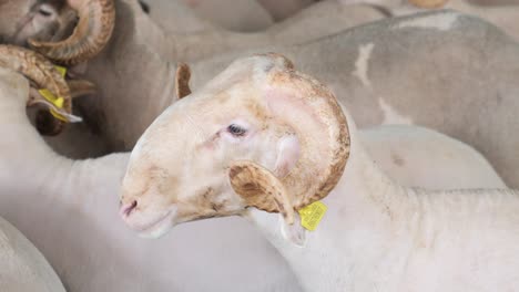 white sheep with large horns