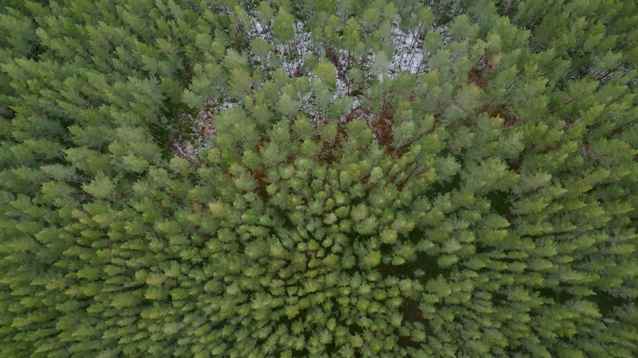 looking down over thick pine forest then tilting up to reveal a winter lake lake
