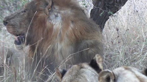 vista trasera de un león comiendo agresivamente y golpeando el cadáver de carne de un animal presa muerto
