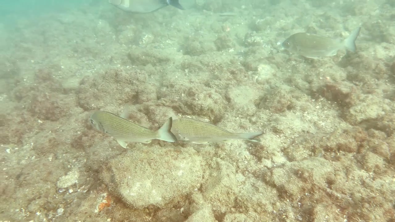 Ampia inquadratura subacquea di pesci Sparidi che nuotano su una scogliera rocciosa in acqua salata limpida.