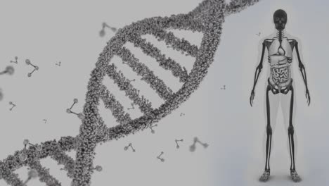 인체 모델 위에 회전하는 dna 가닥의 애니메이션