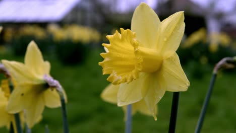 a macro shot of a yellow daffodil