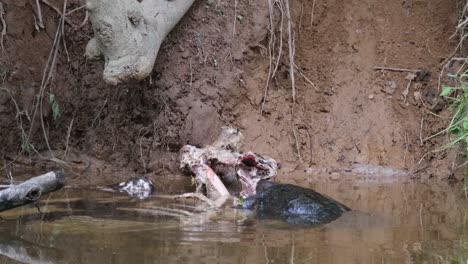 seen approaching from the right, climbs up on the carcass and takes a bite