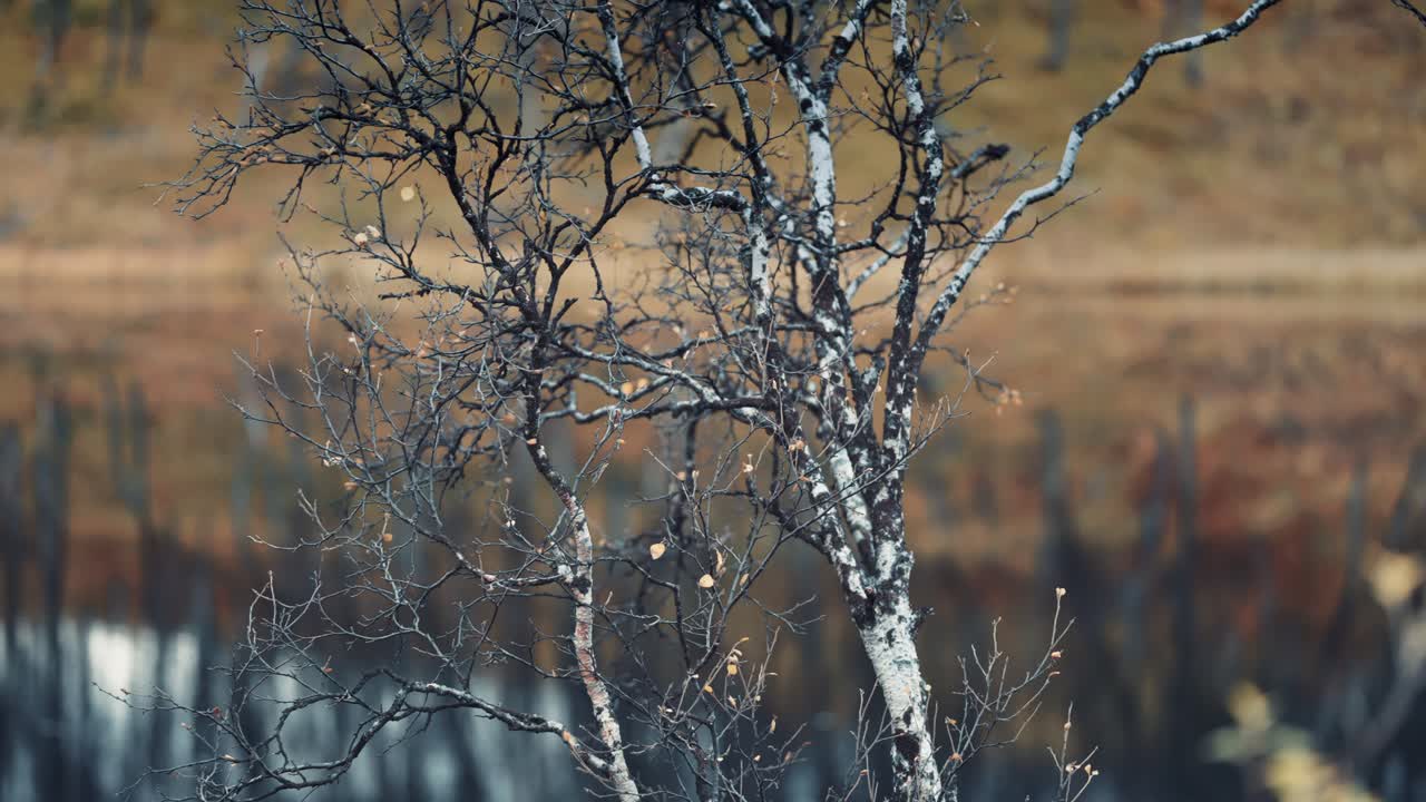 ramas retorcidas y retorcidas del abedul enano
